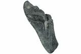 Partial Megalodon Tooth - South Carolina #226543-1